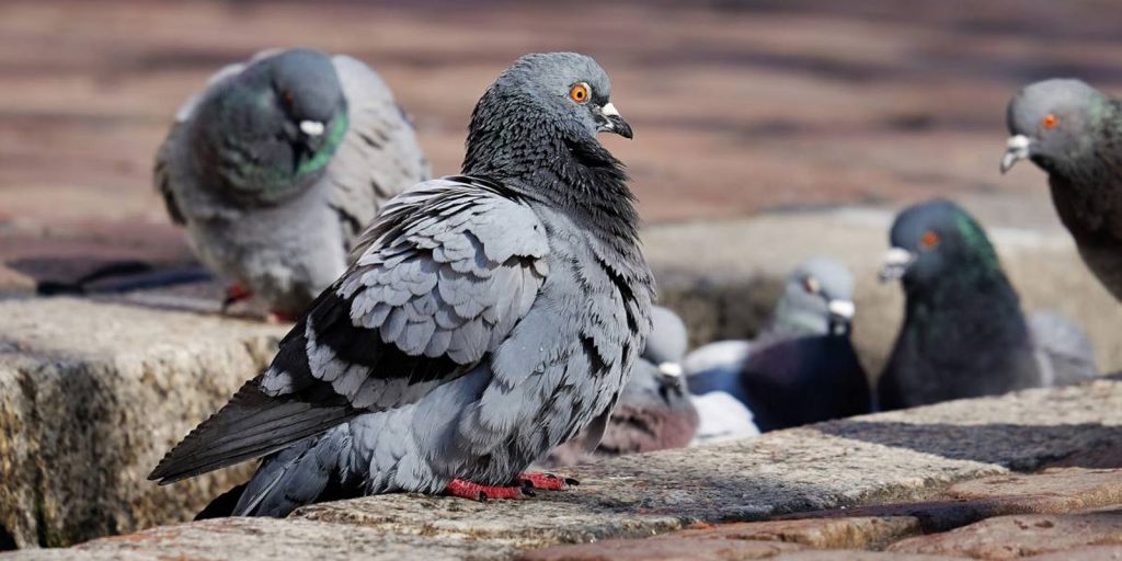 Diego Palomo, director de la Agencia de Desarrollo Social del Municipio