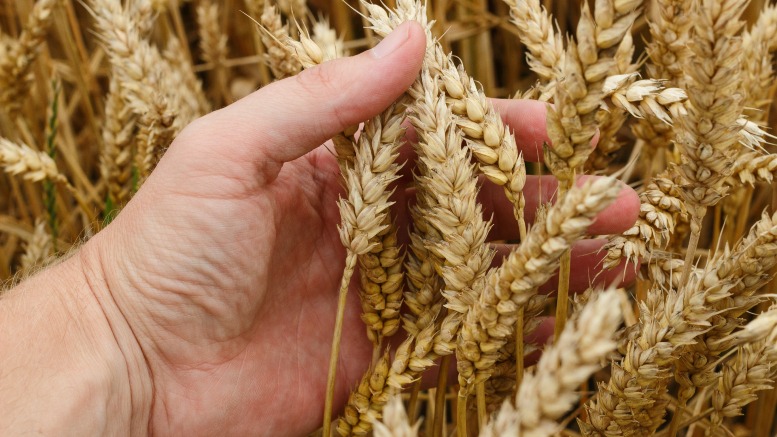 Franco Baier, del área de Estudios Económicos de la Bolsa de Cereales