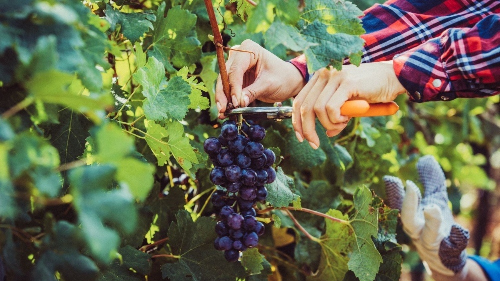 Fiesta de la Vendimia en Saldungaray: «Hay una apuesta fuerte por nuestros vinos bonaerenses»