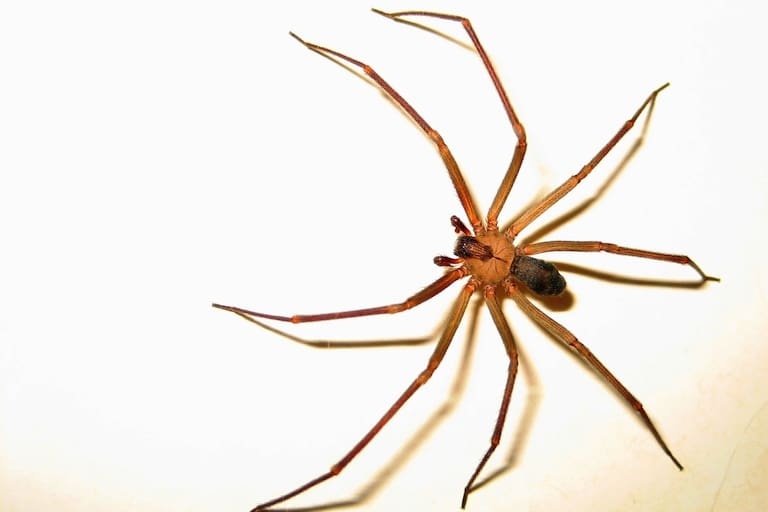 Claudia González: «En Bahía hay un número bastante elevado de casos de mordeduras de esta araña»